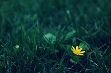 throwback flower